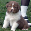 Eryx chiot