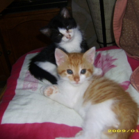 Photo #199147 de Oliver