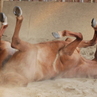 Photo #199251 de Kalopsy