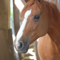 Photo #199256 de Kalopsy