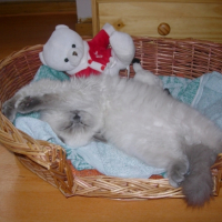 Photo #199277 de Caramel