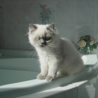 Photo #199283 de Caramel