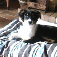 Photo #199300 de Démon