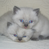 Photo #199301 de Junior