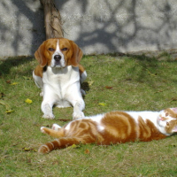 Photo #199342 de Papaye