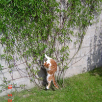 Photo #199346 de Papaye