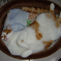 Photo #199355 de Papaye