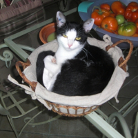 Photo #199383 de Gudule