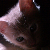 Photo #199384 de Shiva