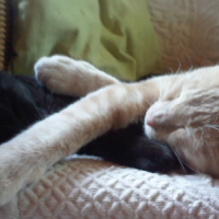 Photo #199395 de Shiva
