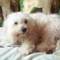 Photo #199423 de Rustine
