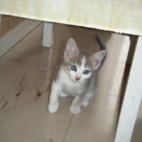 Photo #199431 de Domino