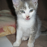 Photo #199440 de Domino