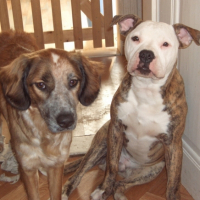 Photo #199446 de Chipie