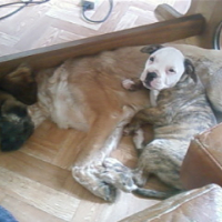 Photo #199458 de Chipie