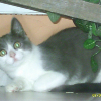 Photo #199464 de Canabis