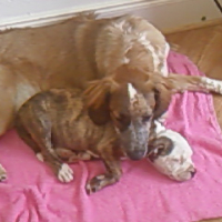 Photo #199472 de Chipie