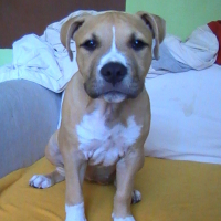 Photo #199477 de Elfy