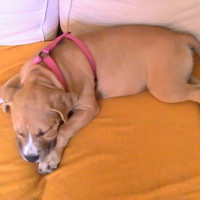 Photo #199478 de Elfy