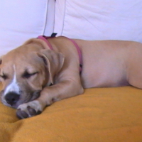 Photo #199479 de Elfy