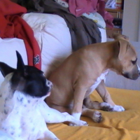 Photo #199480 de Elfy