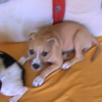 Photo #199481 de Elfy