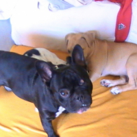Photo #199482 de Elfy
