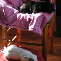 Photo #199492 de Tibou