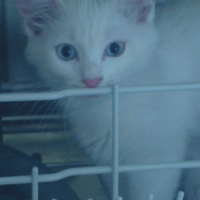 Photo #199516 de Coyote