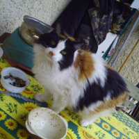 Photo #199520 de Minette