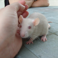Photo #199560 de Koda