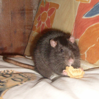 Photo #199615 de Crunch