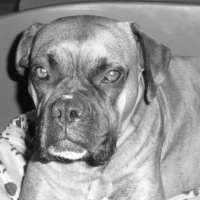 Photo #199631 de Telsa