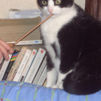 Photo #199632 de Ganja