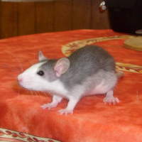 Photo #199637 de Romarin