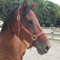 Photo #199656 de Havane