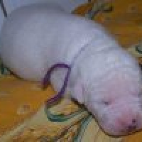 Photo #199720 de Darwin