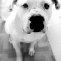 Photo #199721 de Darwin