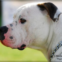 Photo #199724 de Darwin
