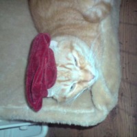 Photo #199729 de Rouky