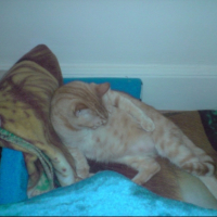 Photo #199732 de Rouky