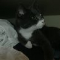 Photo #199752 de Rose louise