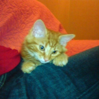 Photo #199753 de Rose louise