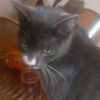 Photo #199754 de Rose louise