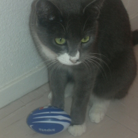Photo #199755 de Rose louise