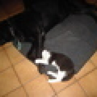 sarko, spike
