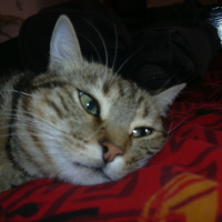 Photo #199775 de Mimura