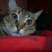Photo #199776 de Mimura