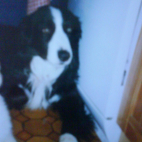 Photo #199781 de Nectar