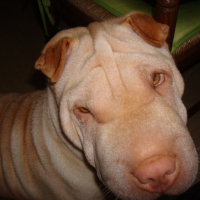 Photo #199804 de Crystal
